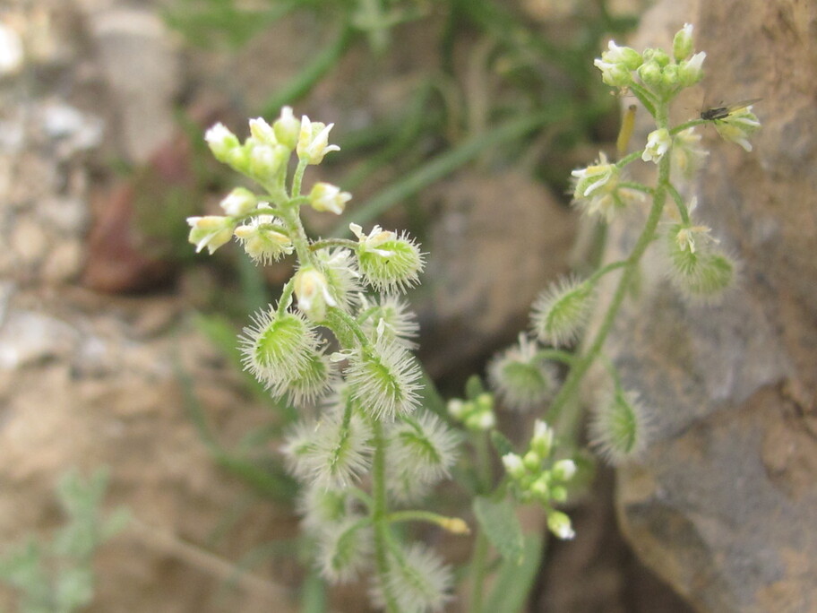Plant Image